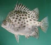 Scatophagus argus, Spotted scat : fisheries, aquaculture, aquarium.